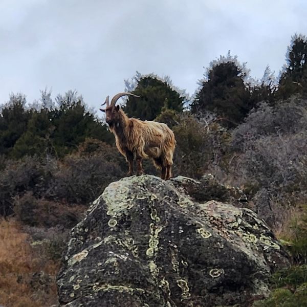 The Goat Rock profile picture: a goat on the rock