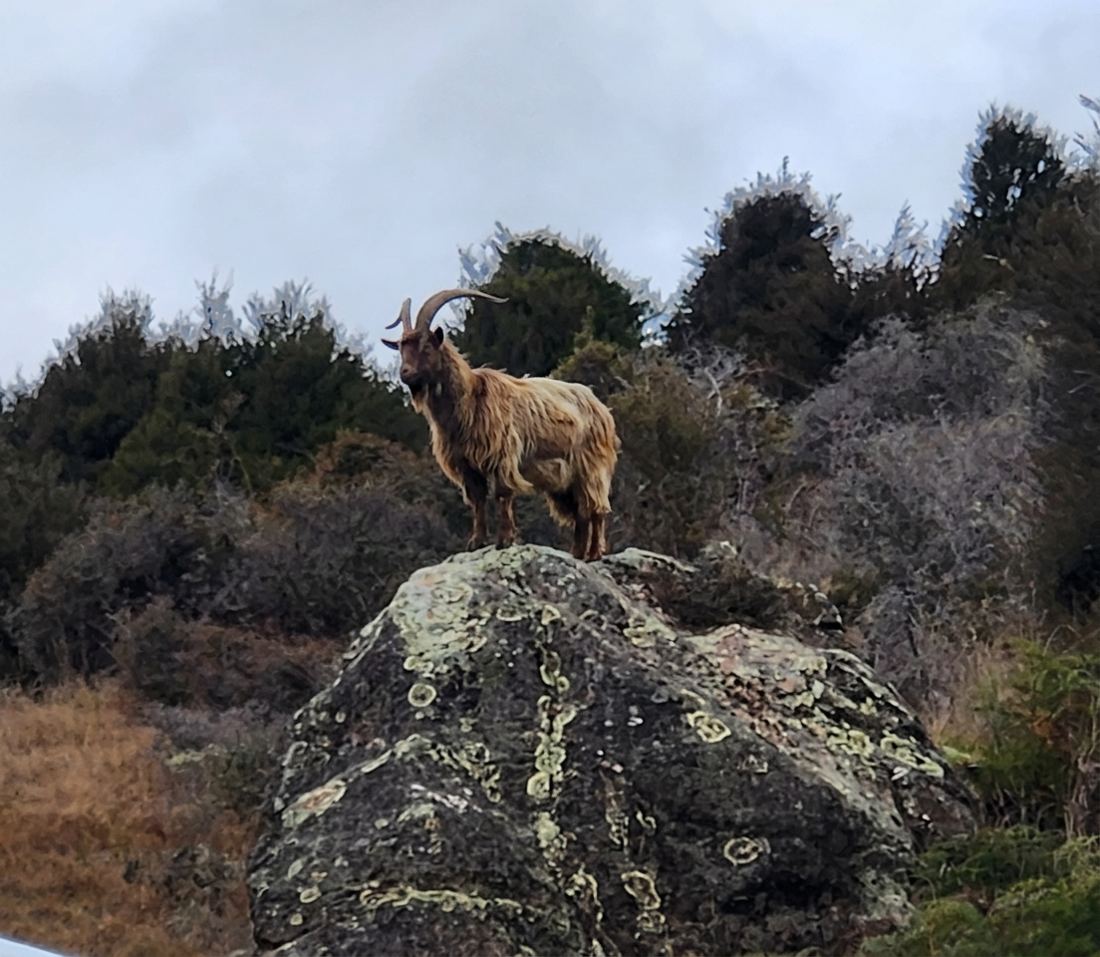 A feral goat standing on a lichen-covered rock against an overcast sky